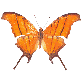 Butterfly 40