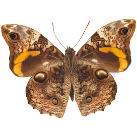 Butterfly 42